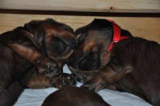 Jamniki d�ugow�ose